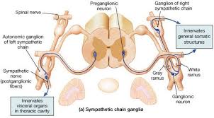 Spinal Cord And Autonomic Ns Thoracic Cavity Spinal Cord Autonomic Nervous System