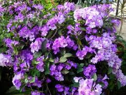 Image result for Mansoa