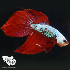 Facebook Com Fgbetta Betta Fish Betta Fish