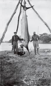 We did not find results for: Angler S El Dorado New Zealand Geographic