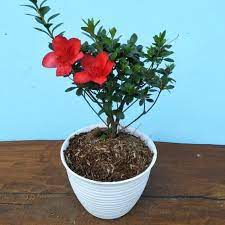 Book villa kota bunga azalea & enjoy no hotel booking fees and the lowest price guaranteed! Jual Tanaman Hias Azalea Bunga Merah Berkualitas