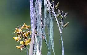 Image result for Polystachya aconitiflora