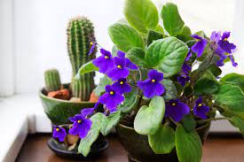 Create a shallow hole for each bulb and plant it root side down, 1 to 2 inches deep, leaving the tip exposed. 15 Plants That Bloom Indoors In Winter Homestead Brooklyn