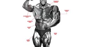 Your lower back, while not the most glamorous group of muscles,. The Best Olympia Body Part Routine Muscle Fitness