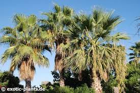 It is reportedly naturalized in florida, california, hawaii, texas, parts of the canary islands, france, italy, israel, lebanon, spain, and réunion. Washingtonia Robusta Mexican Fan Palm Seeds
