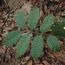 Image result for Lecaniodiscus