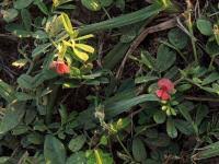 Image result for Indigofera circinella