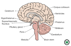 Brainstem development is similar to spinal cord development and unfolds like a book. Musom Graphic Design Image Gallery How To Memorize Things Graphic Design Images Good Books