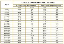 Female Rottweiler Growth Chart