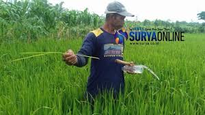 Jerami dan tunggul padi yang terkena penyakit busuk batang ini lakukan pembakaran, dengan tujuan agar penyakit tidak menyebar lagi ke. Serangan Bakteri Xanthomonas Bikin Daun Padi Menguning Dan Kering Petani Di Gresik Khawatir Surya
