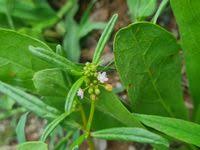 Image result for Gisekia