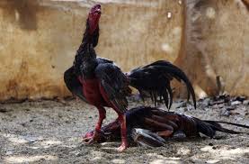 Redacción 03 julio 2021 10 03 Peleas De Gallos En Cuba Una Cuestion De Ganar O Morir
