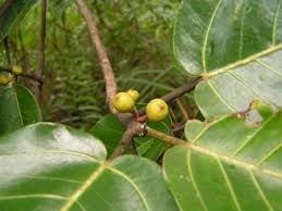 Image result for Ficus trichopoda