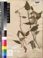 Image result for Tragiella natalensis