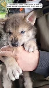 Image result for wolf cub