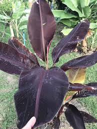 Image result for Musa sp. (Ornamental bananas)
