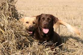 The goldador is a cross between the golden retriever and the equally famous labrador retriever. Genetics Of Labrador Coat Color Maple Leaf Vet Care Center