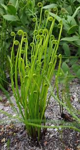 Image result for Schizaea