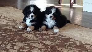 Standard, bronze, silver, gold, and platinum. Spellbound Bernese Puppies
