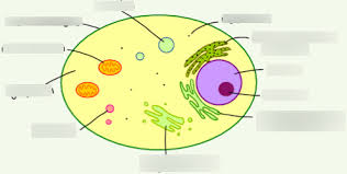 The international journal of cardiology is devoted to cardiology in the broadest sense. Liver Cell As An Example Of An Animal Cell Diagram Quizlet