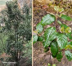 Image result for Curtisia dentata