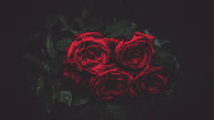 Red Roses Hd Wallpapers On Wallpaperdog Desktop wallpapers » flowers backgrounds » dark red rose. red roses hd wallpapers on wallpaperdog
