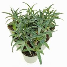 Image result for Scilla benguellensis