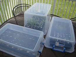Seed Starters Seed Trays In A Clear Totes This Creates Perfect Seed Starting Greenhouse Gardening Seed Starters Seed Starting