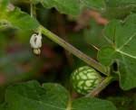 Image result for Solanum grossidentatum