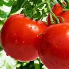 বাহুবলী হাইব্রিড টমেটো বীজ