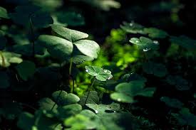 Hd Wallpaper Earth 4k Free Hd Wallpaper Growth Plant Plant Part Leaf Wallpaper Flare And one of the whole group, together with a. earth 4k free hd wallpaper growth