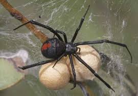 Black And Yellow Striped Spider Australia Australia S Famous Poisonous Red Back Spider Immortalised In Slim Dusty S Song Red Back On The Toilet S Australian Animals Australian Fauna Spider