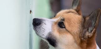 Bee And Wasp Stings — Elwood Vet