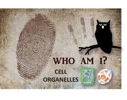 ← prev find cell parts next → remaining 17. Who Am I Cell Organelles Matching Game 1