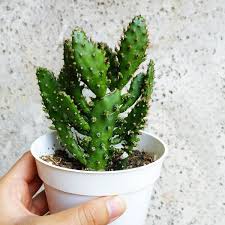 The cactus community on reddit. Joseph S Coat Cactus Josephs Coat Cactus Indoor Cactus Plants