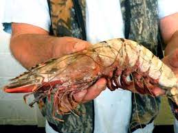 On april 1, 2008, at the world wildlife fund's shrimp dialogue meeting in belize city, belize, i interviewed larry drazba, general manager of camanica, a large, integrated shrimp farm in nicaragua.in 2006, camanica was purchased by pescanova, a spanish company that operates the largest fishing/aquaculture operation in the world! Giant Shrimp Invade Us Waters