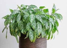 İç mekan süs bitkileri, evde bitki yetiştirmek ya da bitkileri dekorasyonun bir parçası olarak kullanmak isteyenler için idealdir. Zahmetsizce Bakabileceginiz En Iyi 10 Farkli Banyo Bitkisi Estetikev