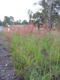 Image result for Melinis macrochaeta