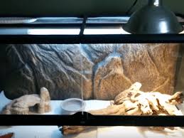 25 Best Uvb Bulb For Bearded Dragon In 2020 Reviews Faqs