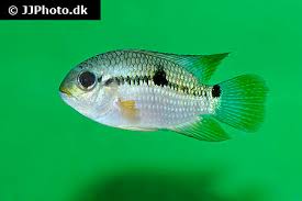 Guests at i rondoni b&b can enjoy a continental breakfast. Aequidens Rondoni Fischlexikon