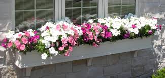 The benefits of flower plant. What Size Window Boxes Should You Use Hooks Lattice Blog