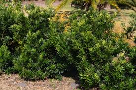 Image result for Podocarpus
