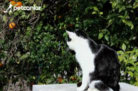 Kedi Hastaliklarinin Onlenmesi Ve Tedavisi Icin Vitaminler C Vitamini