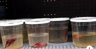 I want to propose a different idea to you, petsmart and petco of a better way to house their betta fish. Topic Betta Fish Change Org