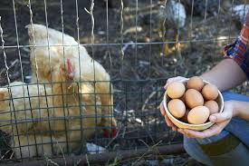 There are two basic methods of cleaning chicken eggs: Indi Chicken Egg Logo Ideas