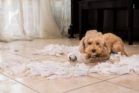 How To Get Your Puppy To Stop Ripping Up Their Potty Pads Little Dog Tips
