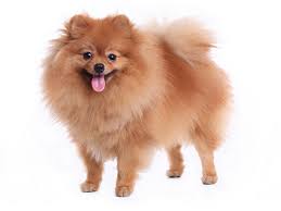 30 Smallest Dog Breeds In The World