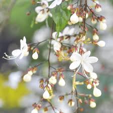 Image result for Clerodendrum pusillum