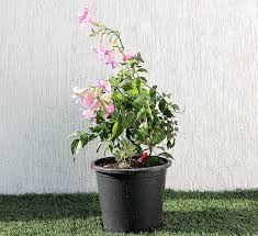 Image result for Podranea