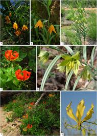 Image result for Littonia modesta